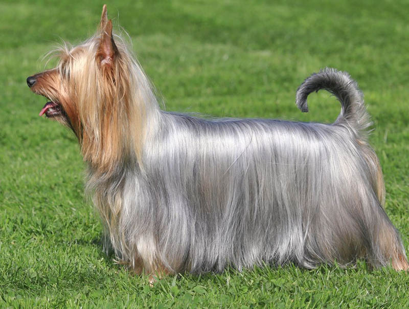 Australian Silky Terrier